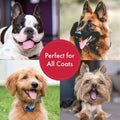 Anti Dandruff Dog Shampoo