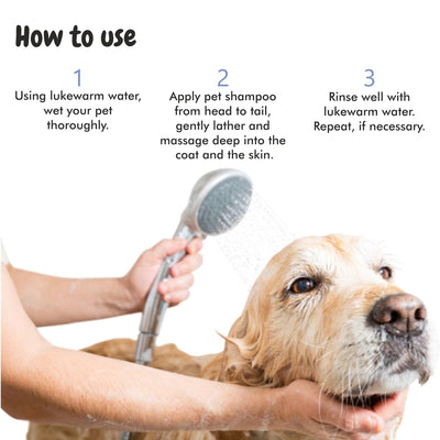 Instructions How to Use bscly Bacte Shield Shampoo