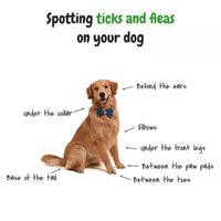 Spotting ticks and fleas on your dog