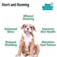 Benefits of using Short  Shine Shampoo