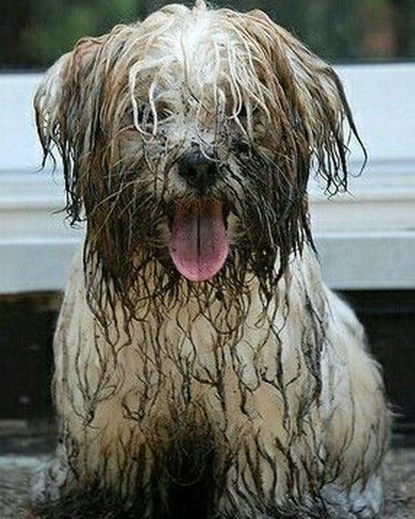Mud, dirt & bad smell
